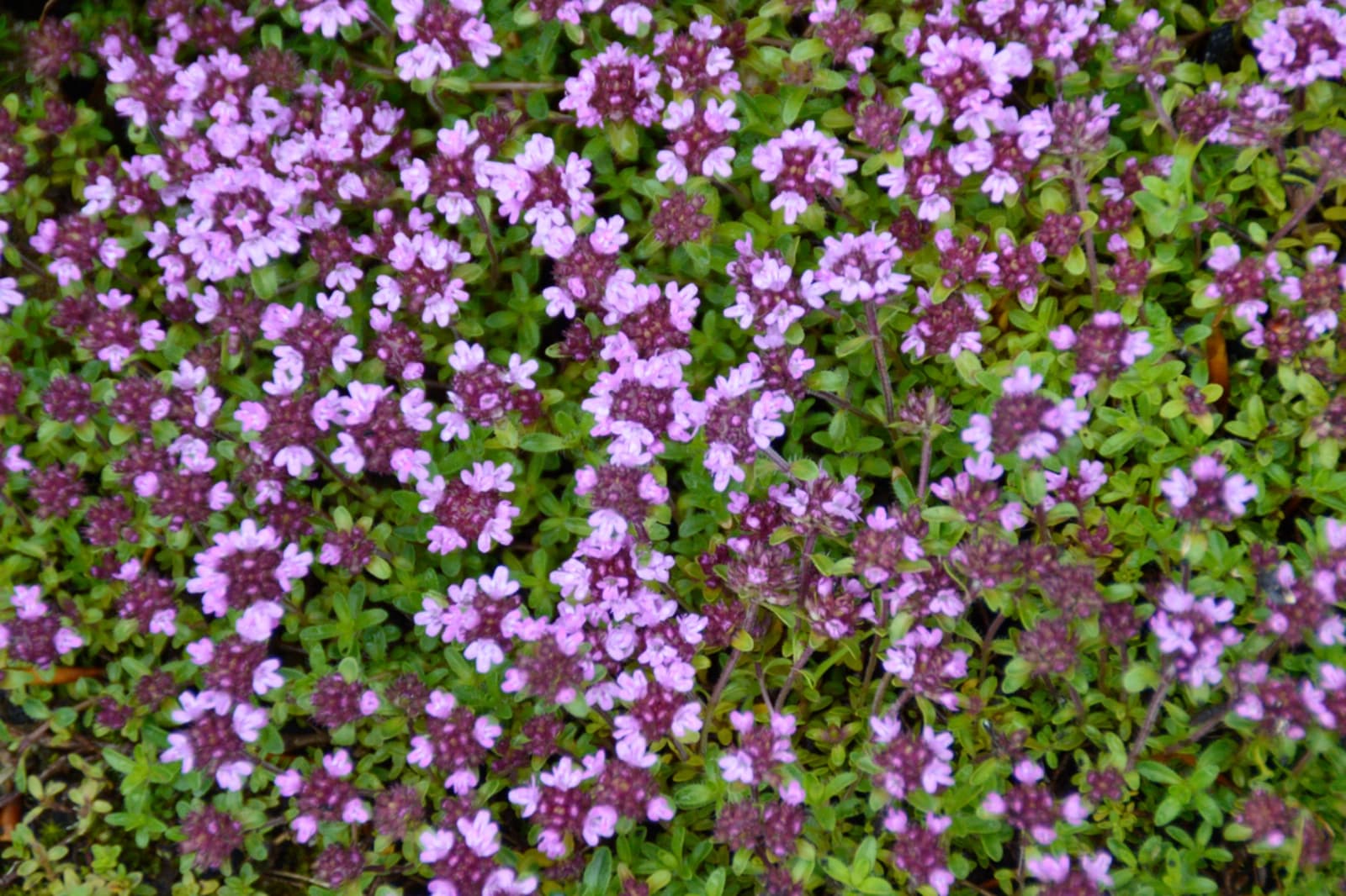 Kriechender Thymian