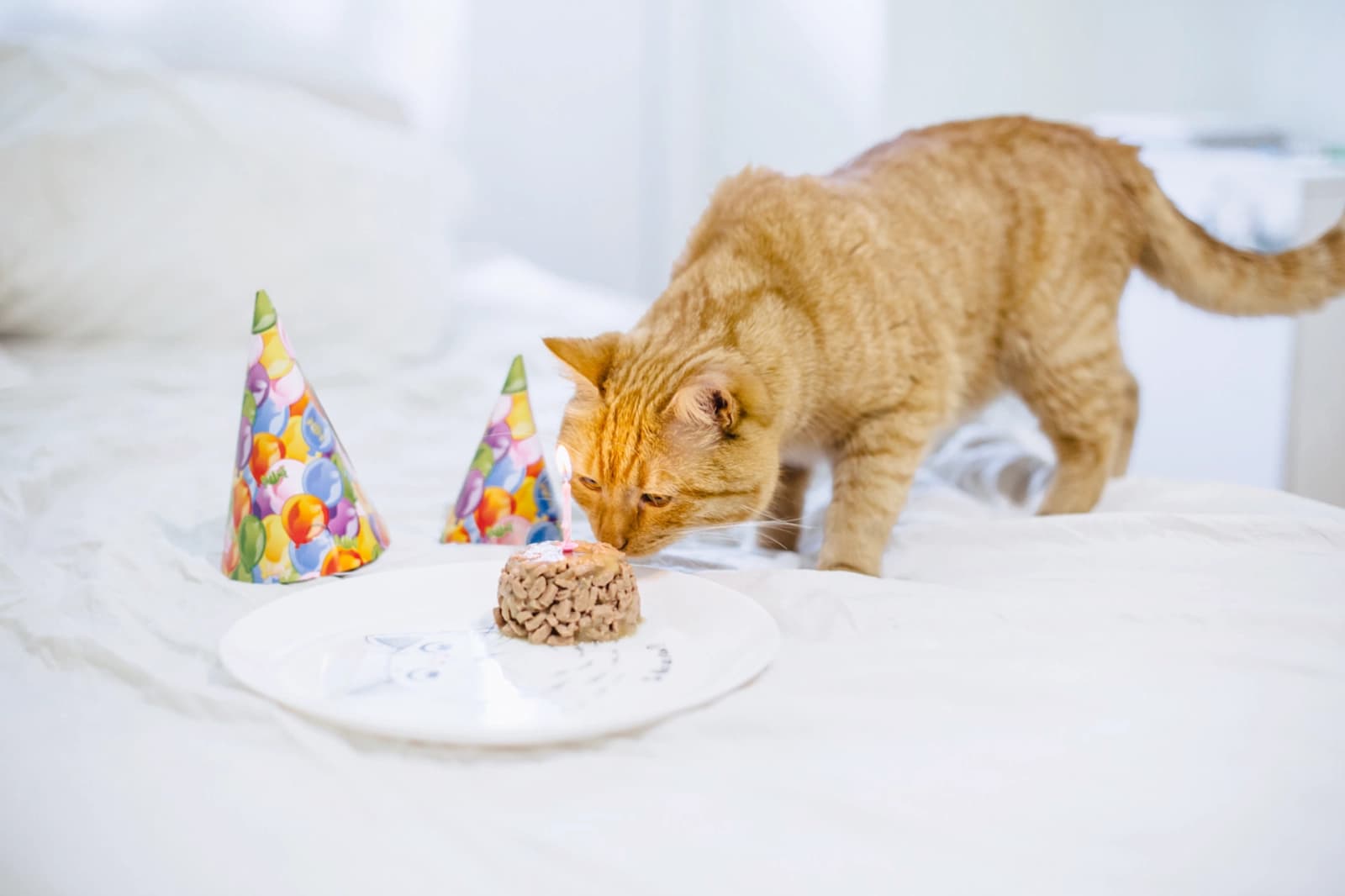 Katzengeburtstag