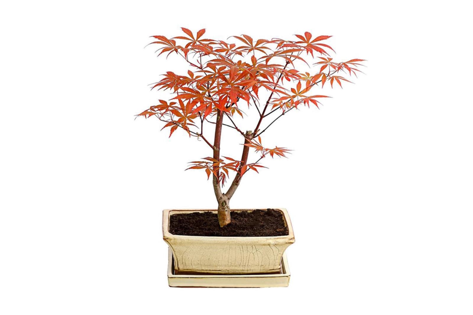 Bonsai