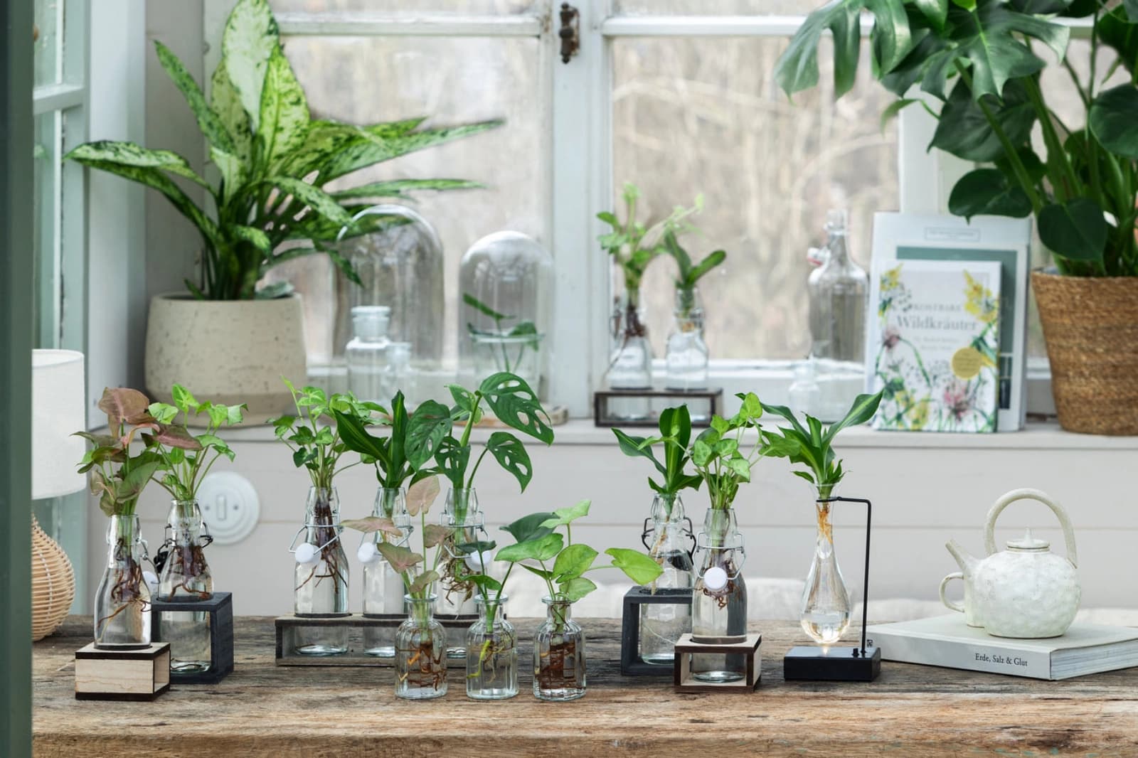 Waterplants