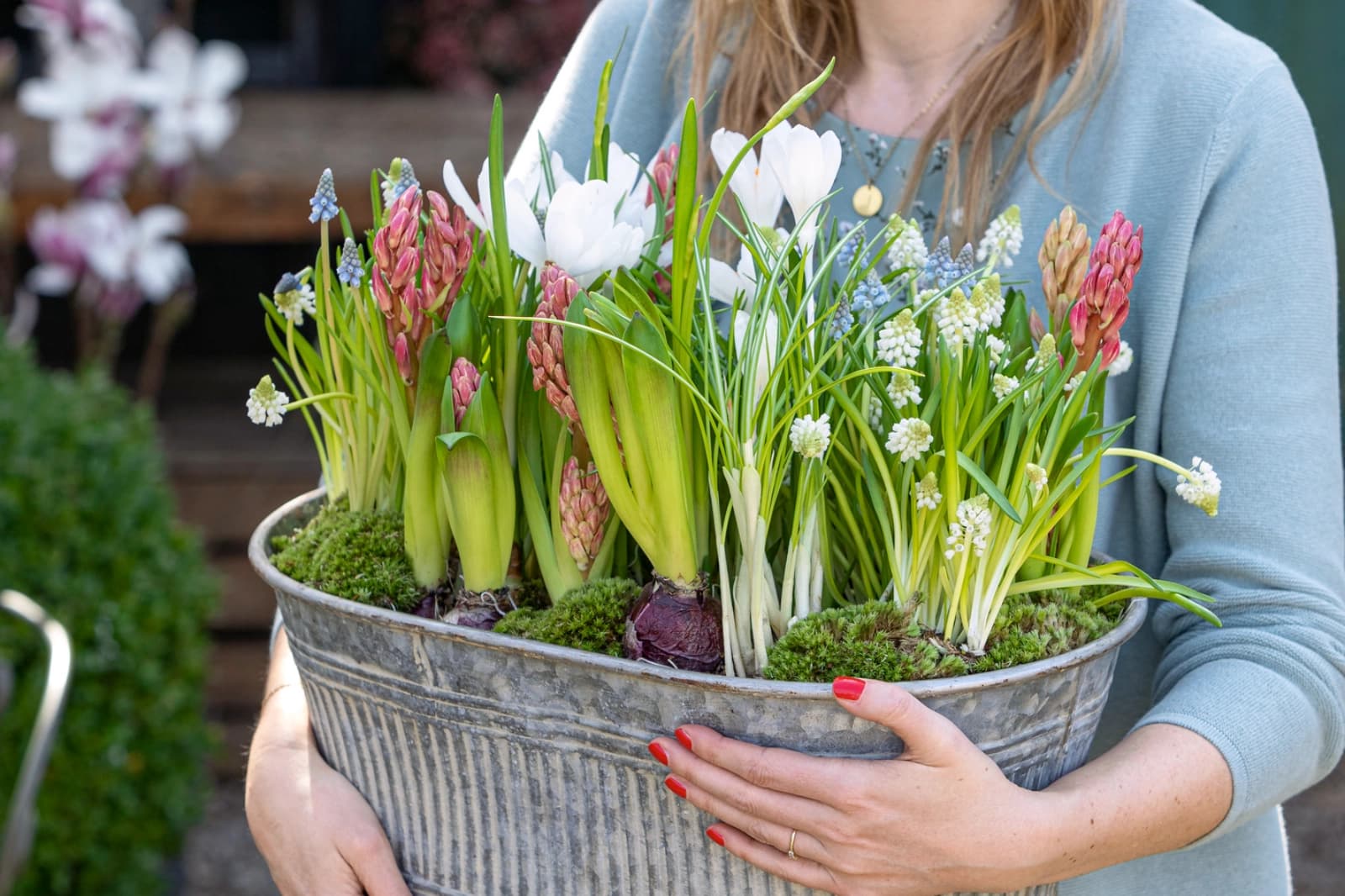 Krokusse