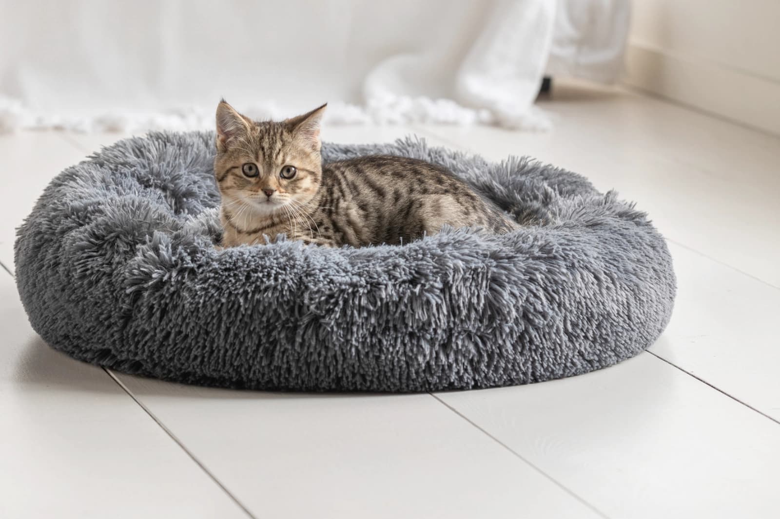 Eine Katze zieht ein