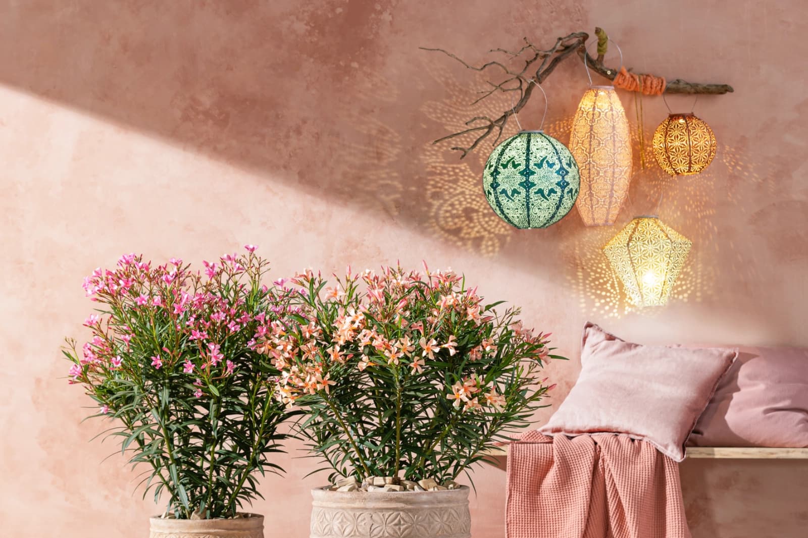 Oleander