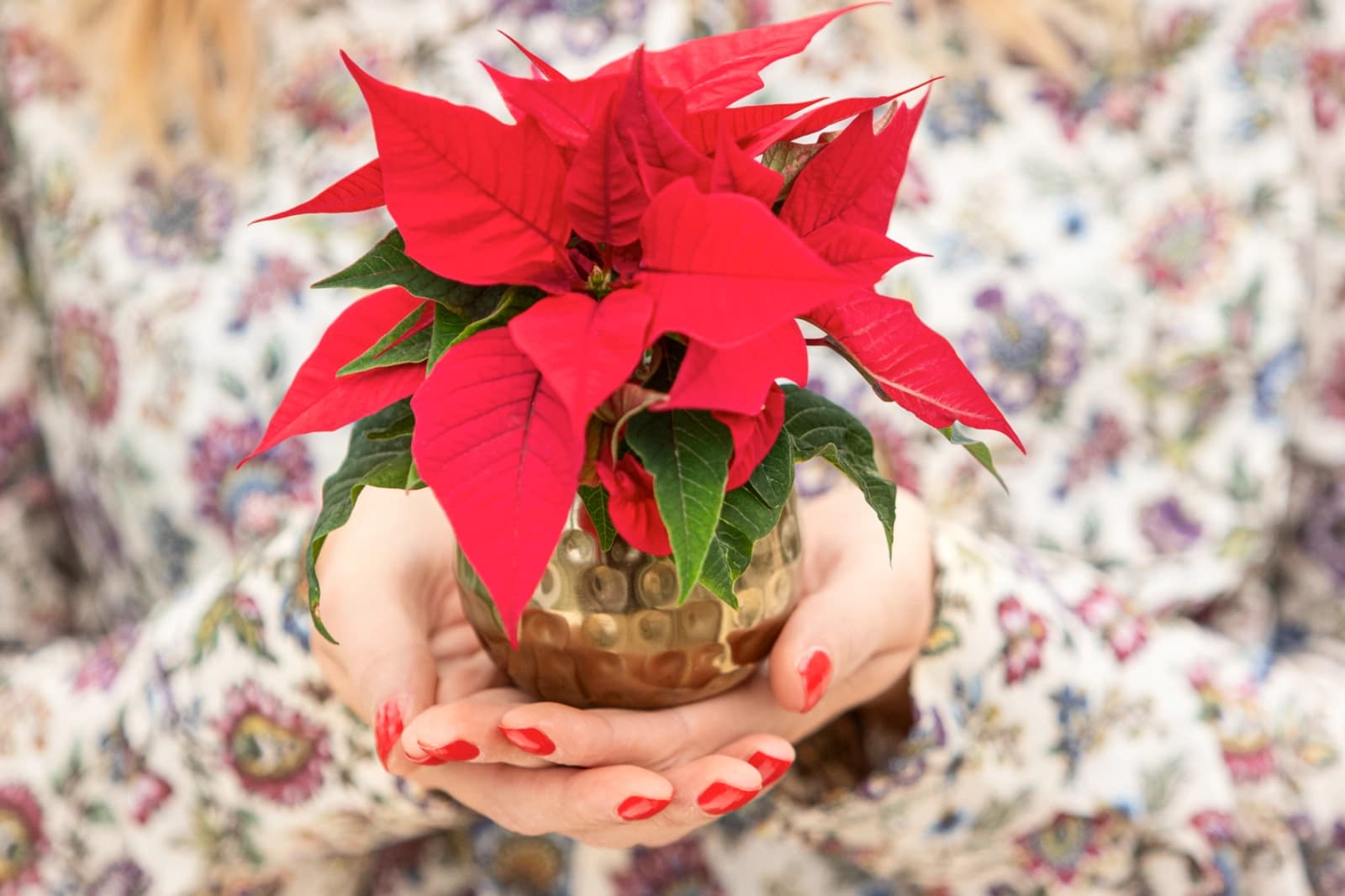 Weihnachtsstern
