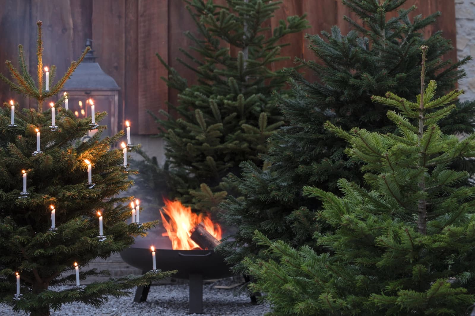 Weihnachtsbäume