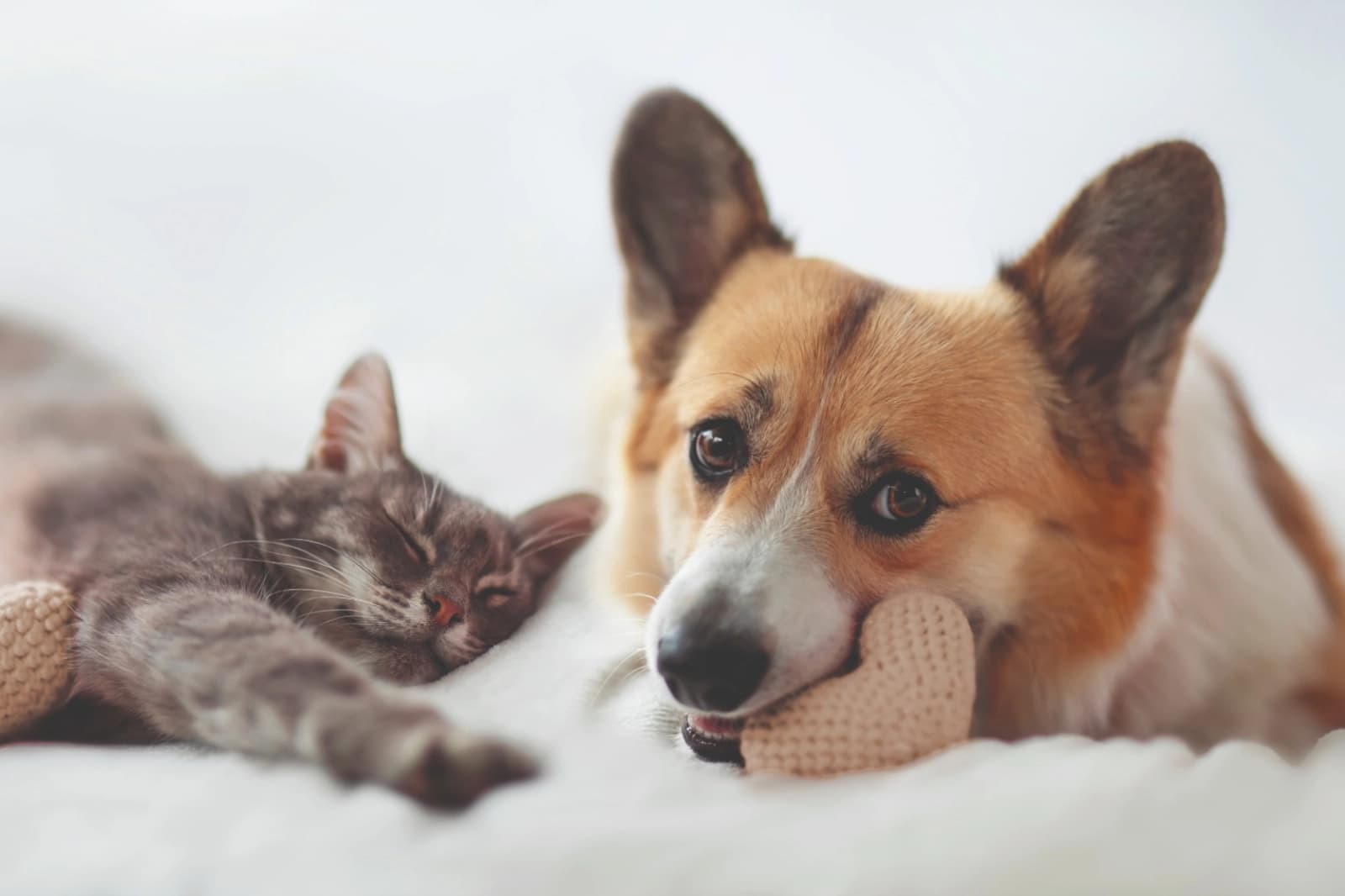 10 % auf alles für Hund & Katze (außer Futter)*