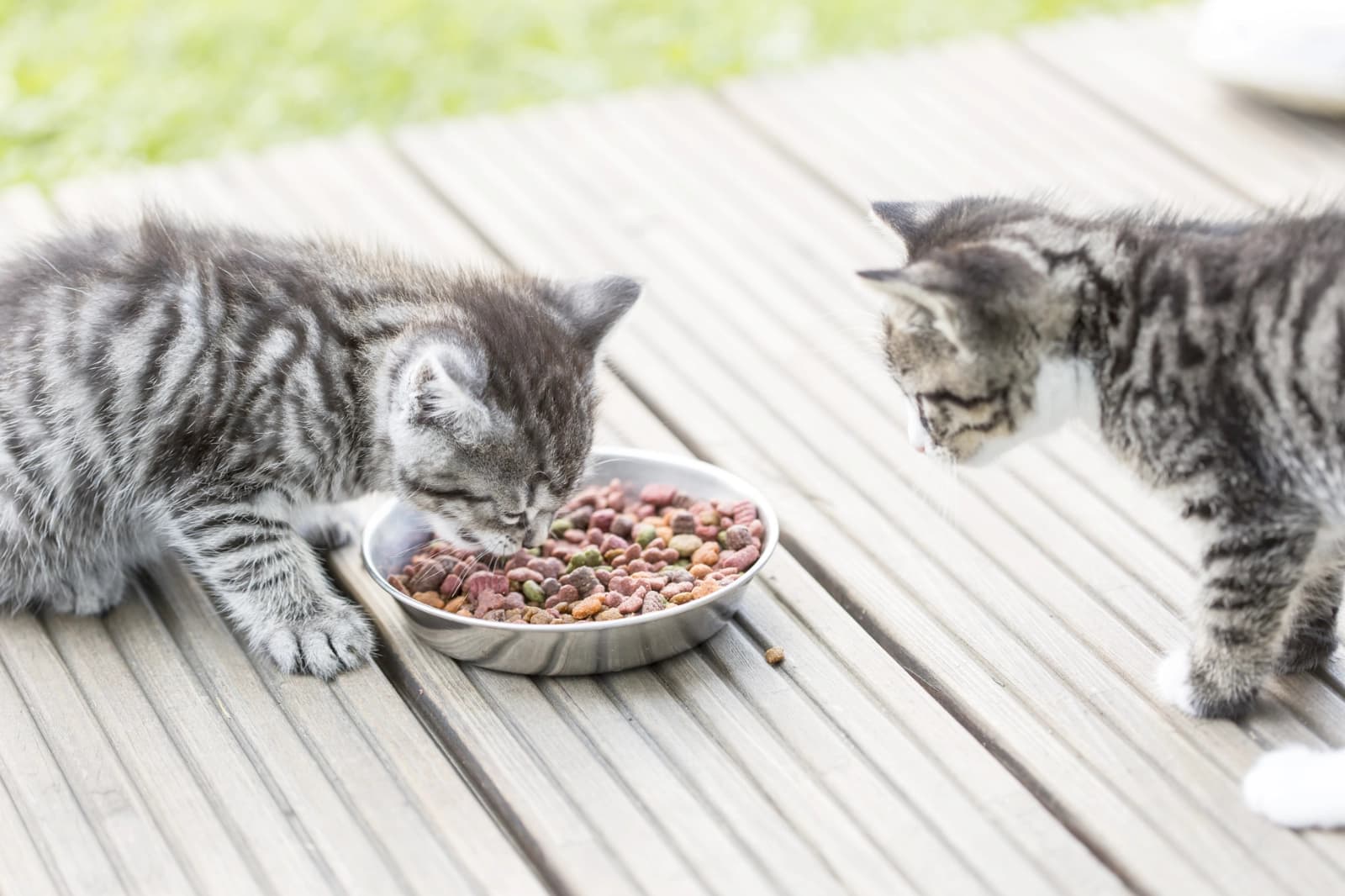 Katzenfutter