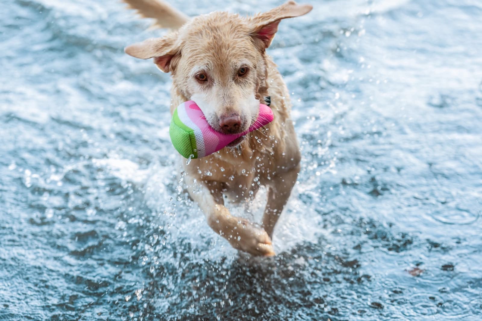 Hundespielzeug