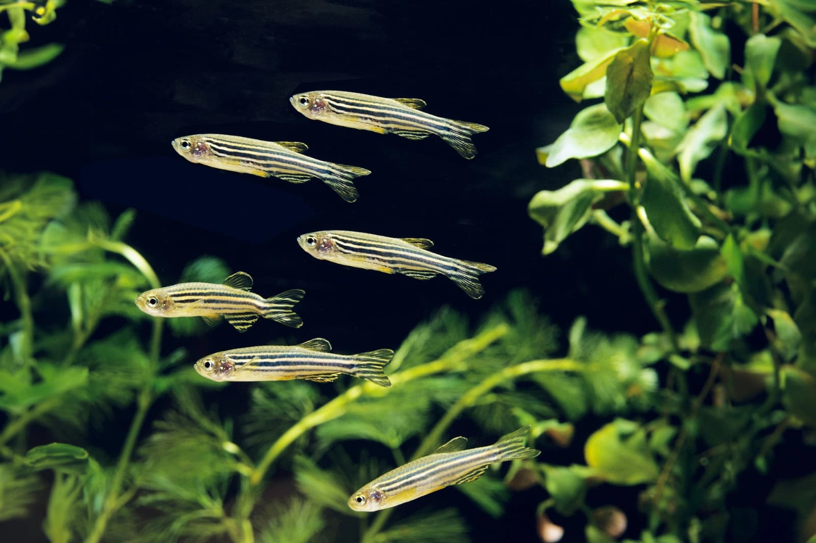 Fischfutter