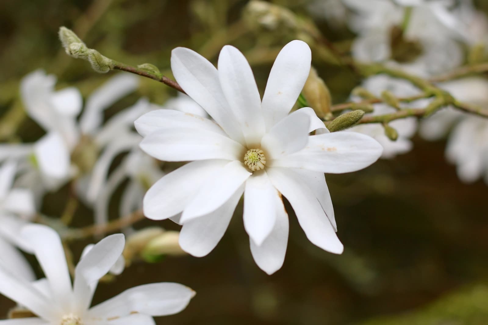 Stern-Magnolie