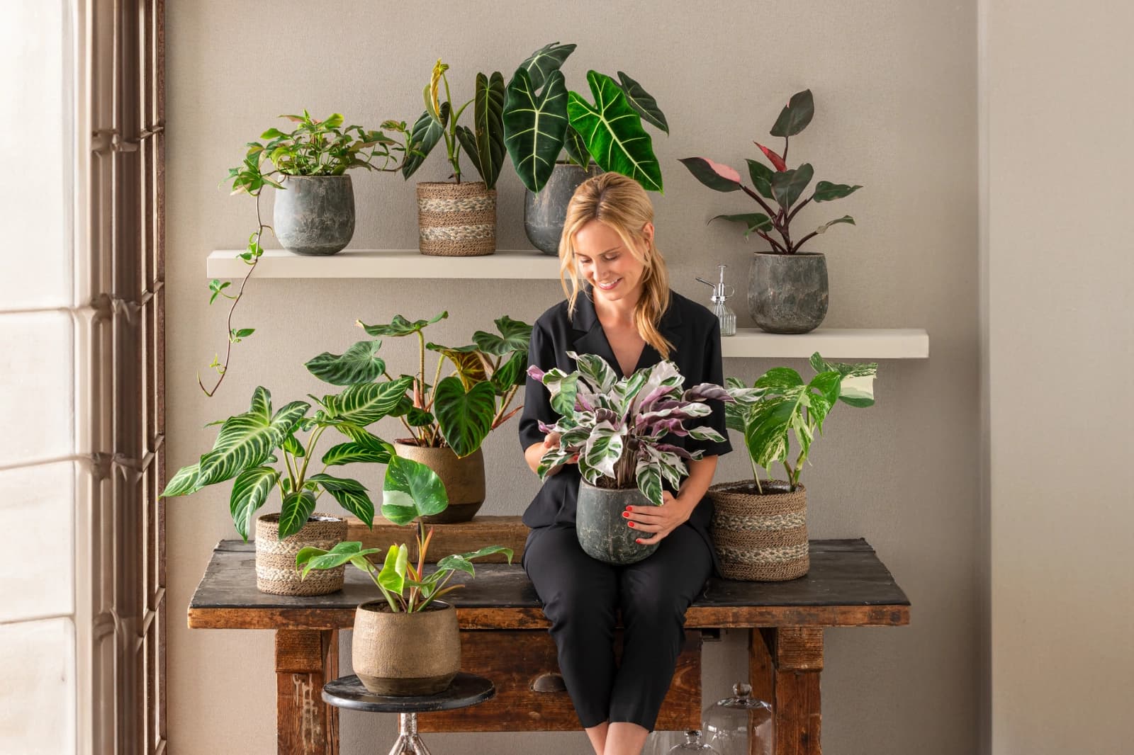 Philodendron