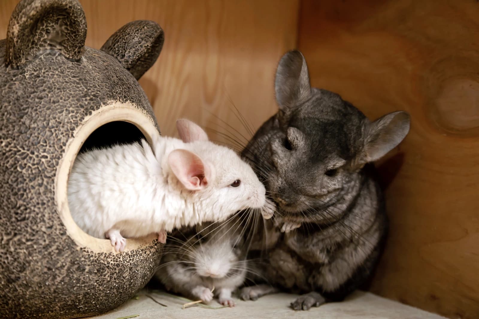 Chinchillas