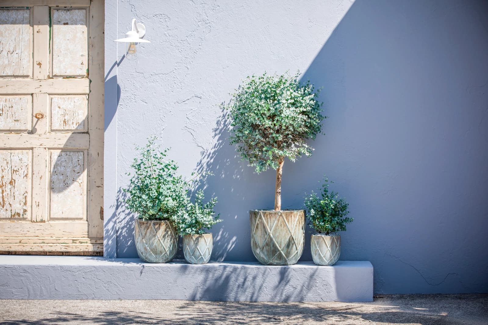 Eukalyptus