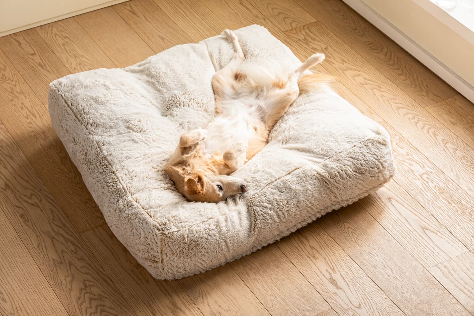 Hund alleine lassen