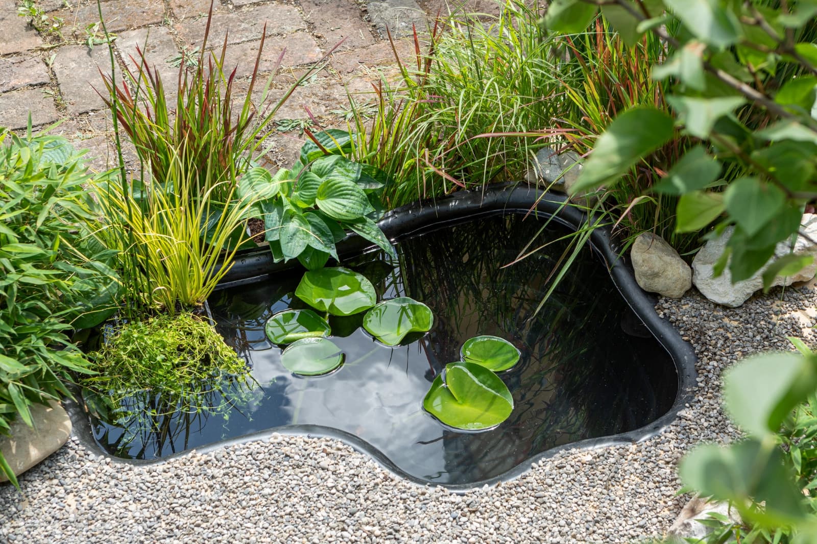 Schwimmende Wasserpflanzen