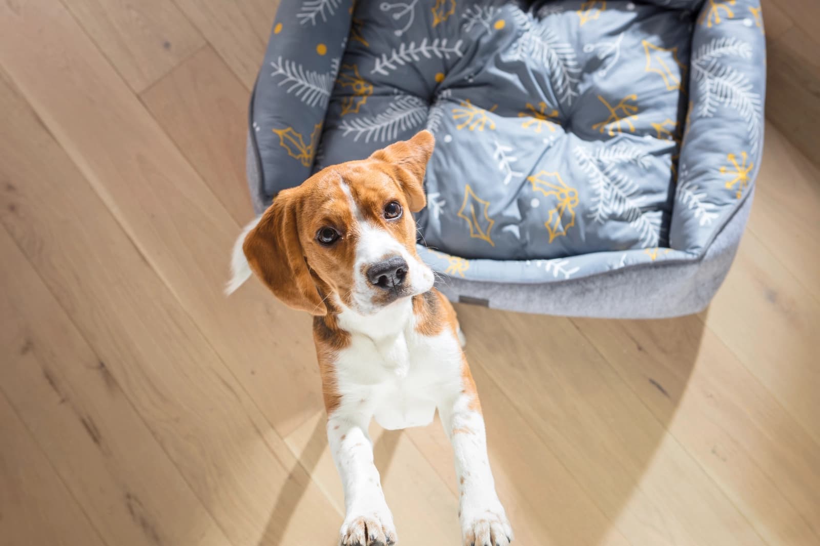 Ein Hund zieht ein