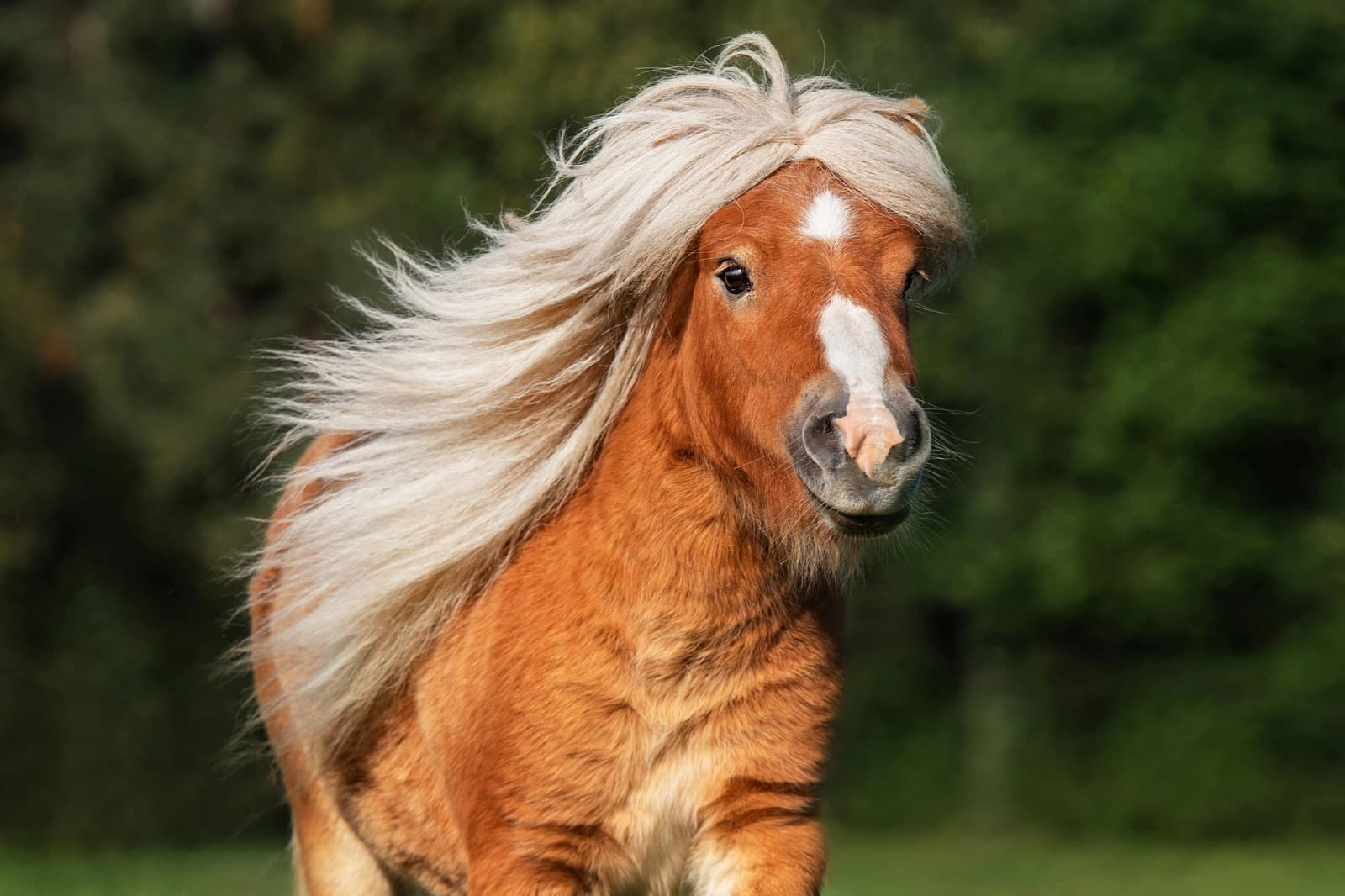 Ponys
