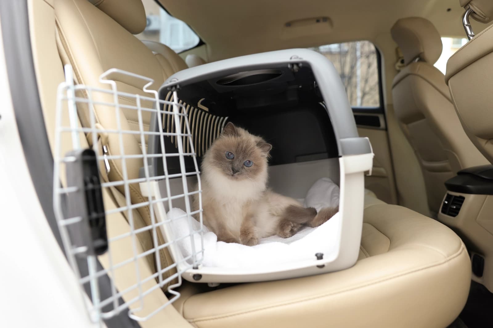 Katzentransport
