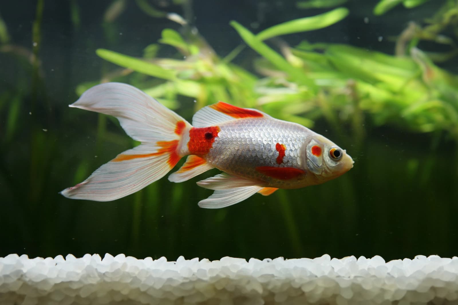 Goldfische