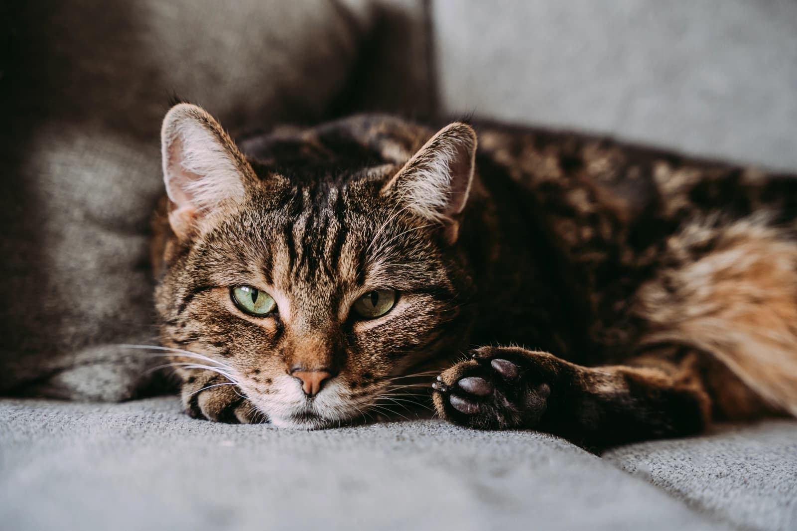 Senior ab 7 Jahren