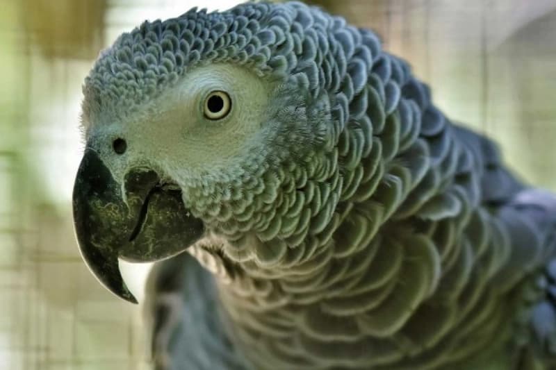 Graupapagei