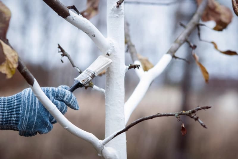 Kalkanstrich bei Obstgehölzen