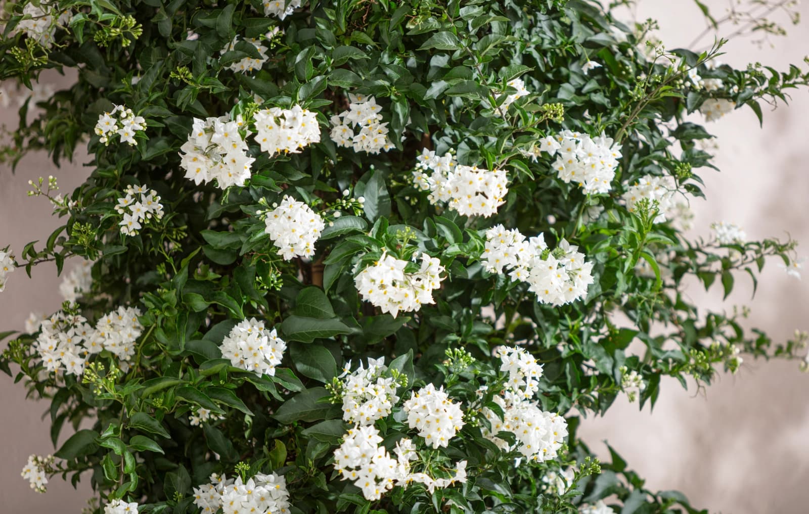 Auspflanzung im Garten