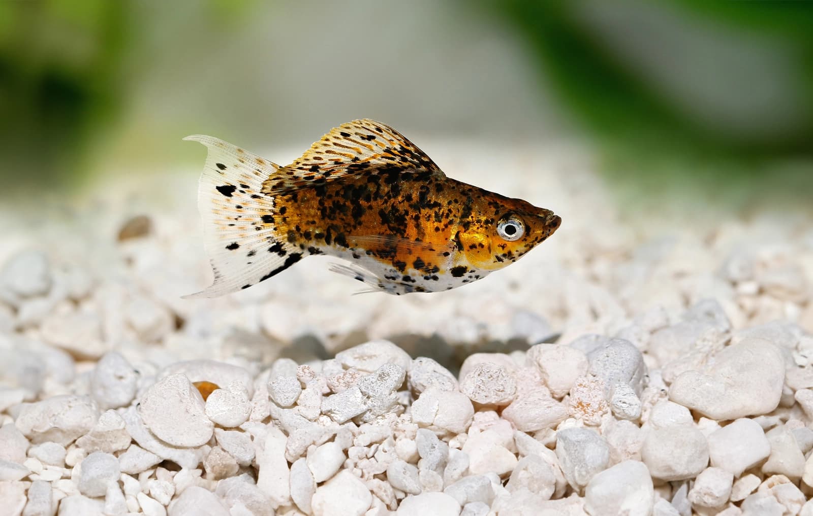 Aquariumpflanzen