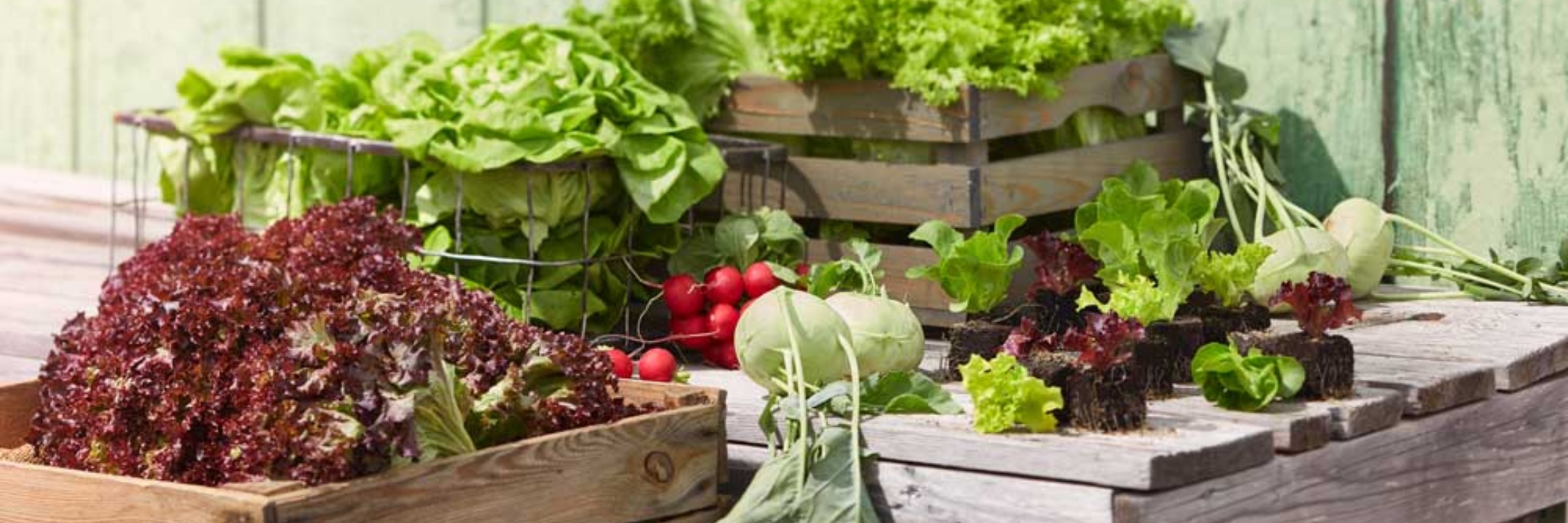 Wann Pflanzt Man Gemüse Im Garten : Die Klassischen 10 Anfangerfehler